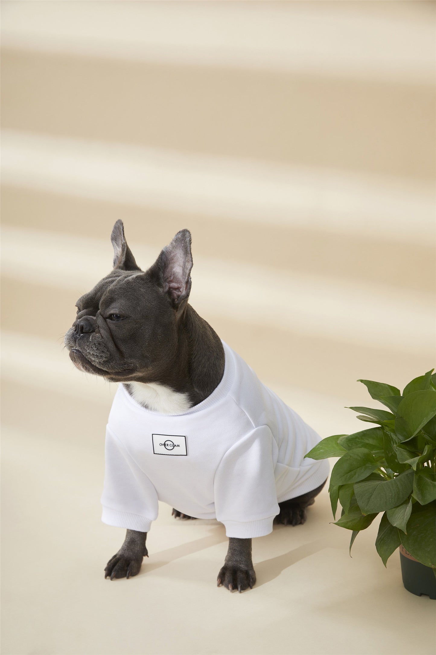 Sweatshirt with Metal Buckle