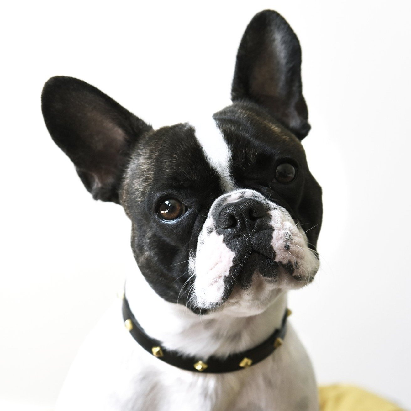 Golden Rivet Leather Collar (Black)